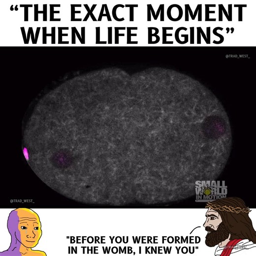 "And God said: let there be light!".First embryonic division of a nematode worm: the DNA (magenta) of the egg and spern meet each other and initiate the start of a new life.Recorded by: Lars-Eric Fielmich, Microscopic footage. 2017
