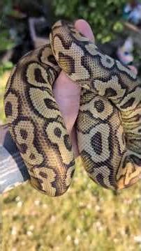 Amazing Ball Pythons In The Sun!