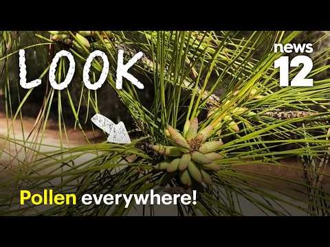 Pollen bombs explained: Are trees are causing your allergies?
