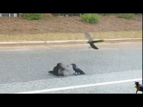 Hawk attack crows