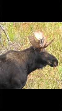 Bull Moose after Cow ! #wildlife #moose