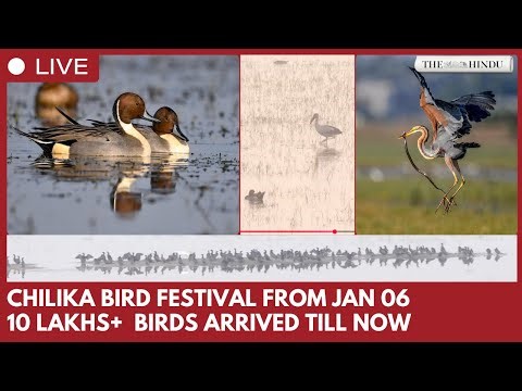Chilika Welcomes Over 10 Lakh Migratory Birds; State to Start Census on January 6