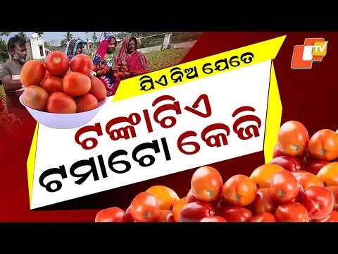 Special Story: Tomato Prices Crash to ₹1/kg in Odisha, Farmers Forced to Let Crops Rot