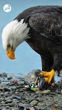 Why Is the Bald Eagle America's Iconic Bird? 🇺🇸🦅 #viral #usa #Shorts