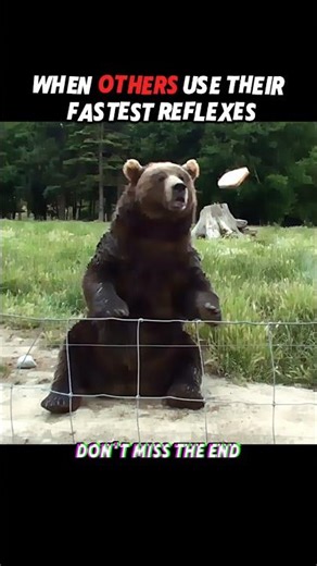 Others Use Reflexes… Cats ARE the Reflex 😼⚡