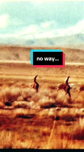 recently declassified footage of herd of alien creatures in Nevada national park in 1974 real or hoax? #nevada #area51 #alien #aliens #extraterrestrial