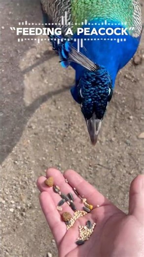 Feeding a Peacock 🦚✨ | Up Close Wildlife Moment