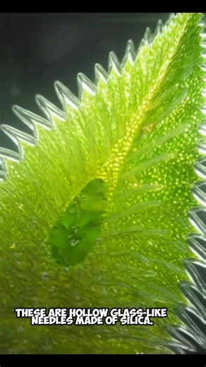 Don't touch this "soft" leaf... 💀 #microscope