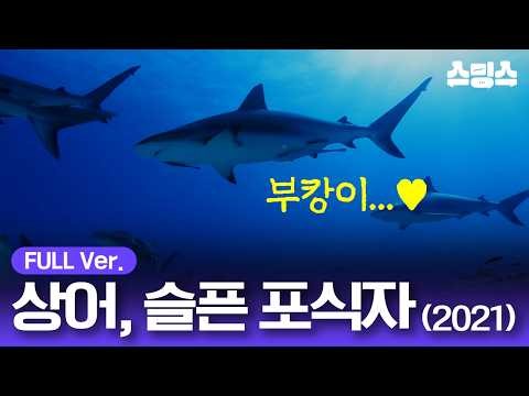 #무비 [무료영화] 상어, 슬픈 포식자 (2021) / 멸종위기종🦈부캉이🦈를 지켜라!