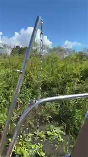 Airboat Ride Through the Florida Everglades 🐊 | Come Along With Us! LIVE