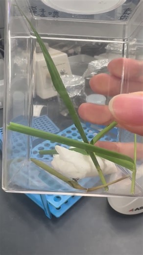 Why infected stink bugs lift their wings: Hidden parasite escape caught on camera