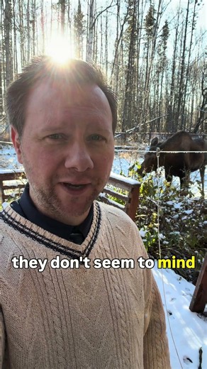 Moose Attack!!! 🫎🫣