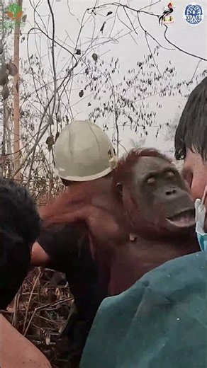 Saving ANOTHER Orangutan From Deadly Forest Fires