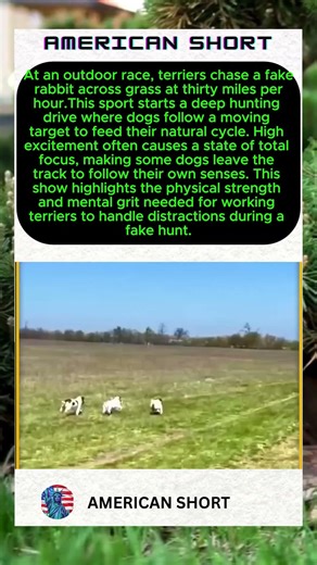 Pure Instinct: The Field Race 🐶