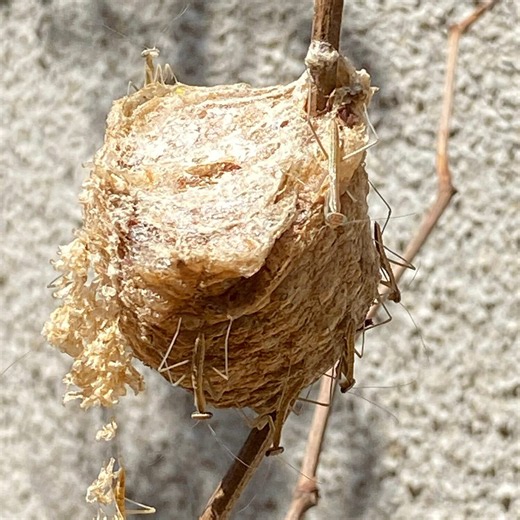 This is what a praying mantis egg case looks like
