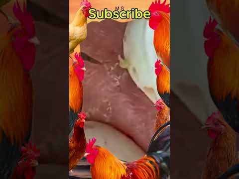 Blackheads Removal #290 | Acne Treatment and Very Satisfying Satisfying Pimple pop #blackheads