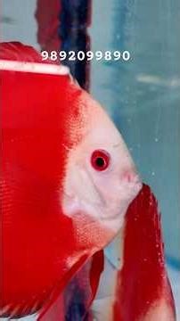 DISCUS FISH CONFIRM BREEDING PAIRS #discusfish #discus #aquarium