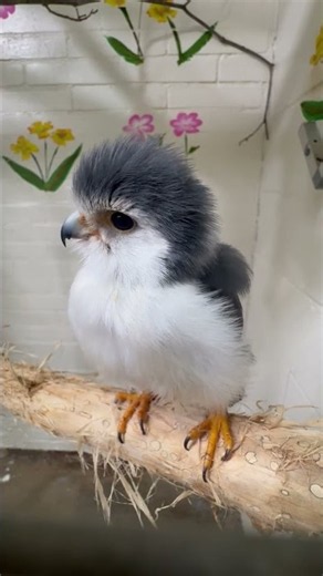 Toby the African Pygmy Falcon.
