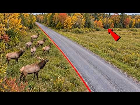 Why Pennsylvania Elk Refuse to Cross This Line