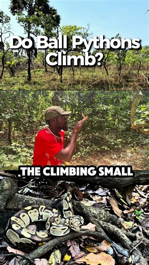 Do Ball Pythons Climb?