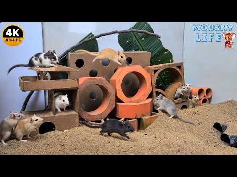 Cat TV Mouse 🐭 Tiny Mice Exploring Cardboard Houses, Tunnels & Hidden Holes
