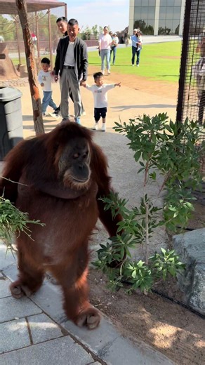Discover the Heartwarming World of Orangutans