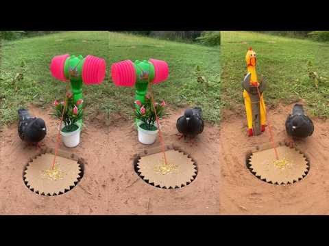 Survival Skills: SMART idea and USEFUL with Beautiful DIY Quail Trap #bushcraft #camping #outdoors