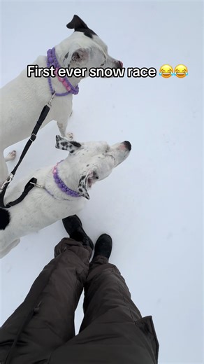 First Ever Snow Race with Dogs