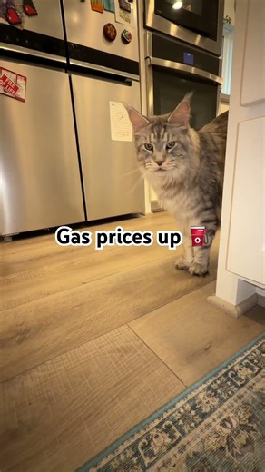 My cat is complaining about inflation 😳🐱#shorts #cat #funnycat