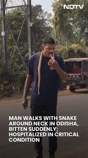 Man Walks With Snake Around Neck in Odisha, Bitten Suddenly; Hospitalized in Critical Condition | NDTV