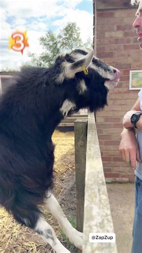 Goats vs Humans , Who Wins? 🥊🐐 VOL - 32 #funnyanimals #shortsvideo