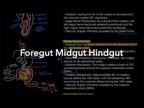 Normal Gastrointestinal Embryology: Foregut, Midgut & Hindgut