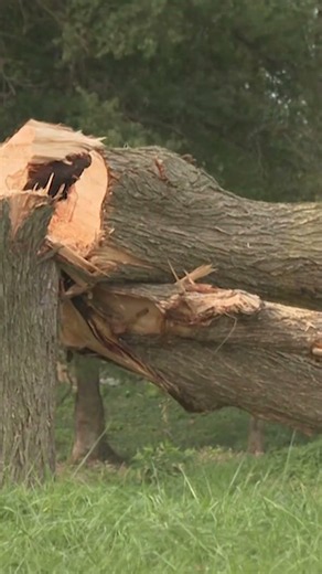 Tree work begins at East Potomac Golf Links