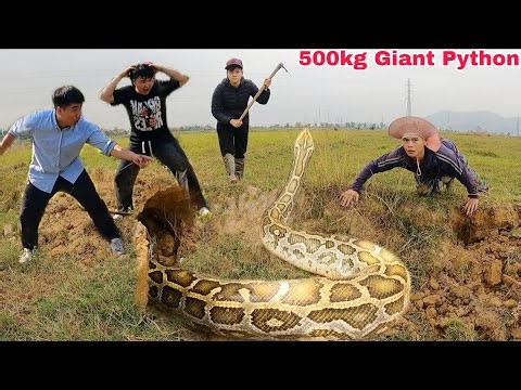 Five brave hunters used powerful detectors to rescue two brothers from a giant python.