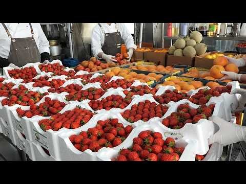 Fresh Fruit Dessert Collection
