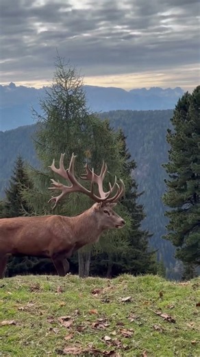 Have You Ever Seen a Stag This Majestic?