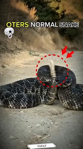 Normal Snake vs King Snake – Who is the REAL King? 🐍👑#NormalVsKing #Snake #KingSnake #SnakeCompariso