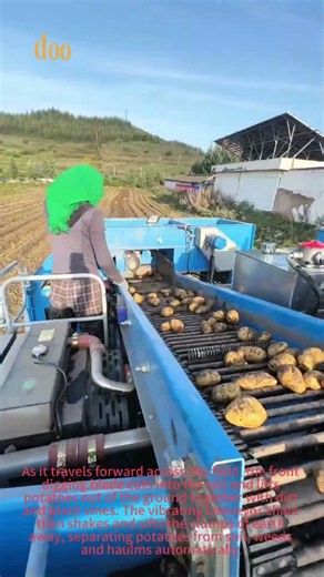 Self-propelled potato harvester digs, separates and collects potatoes in one pass