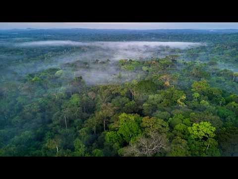 Brazil records historic drop in Amazon rainforest destruction