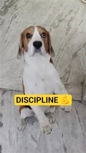 He Nailed This Command 😳🐶