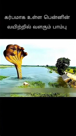 கர்ப்பமாக உள்ள பெண்ணின் வயிற்றில் வளரும் பாம்பு