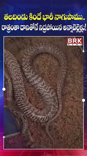 Huge Cobra Under the Pillow! 😱 Brother and Sister Sleep Beside Snake All Night || BRK News