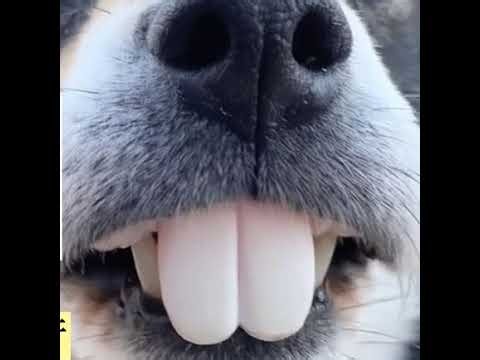 두바리tv 가까~간만에 까~아~꿍~