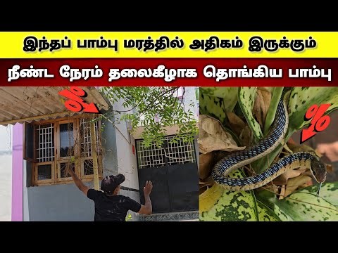 Snake hanging upside down on the door for a long time | Do you know what type of snake it is? | S...