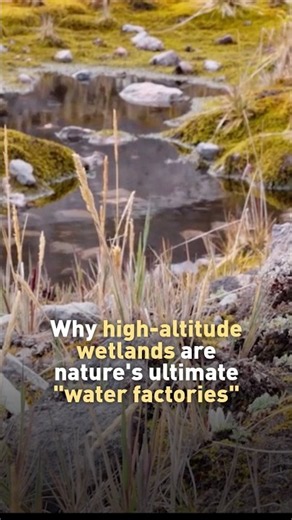 Nature’s ultimate water factories