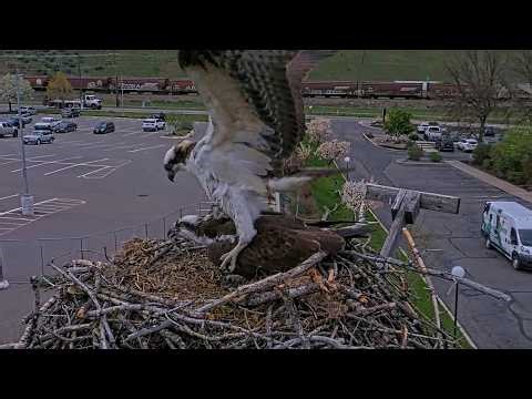 Iris And New Mate Copulate As Breeding Season Ramps Up At Hellgate Osprey Nest | April 22, 2026
