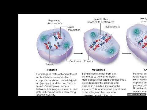 BIO 211 Lecture Chapter 28 Reproductive System - Female Part 1