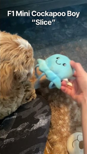 F1 Mini Apricot Abstract Cockapoo Boy “Slice”