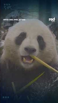 PANDAS SE DIVIERTEN en la nieve de Viena