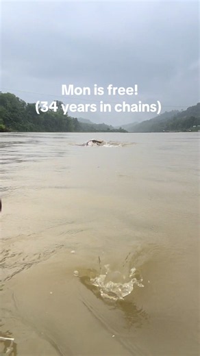 Rescued Elephant Mon Free After 34 Years — First Swim at MandaLao